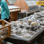 विश्वविद्यालय