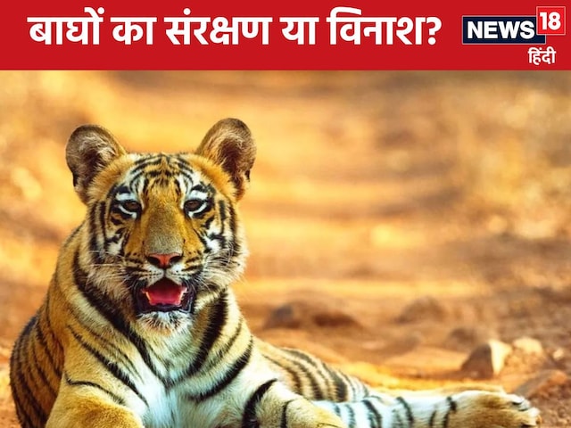 सरिस्का के बाघ गलियारे को तोड़ देंगे! खनन के लिए सीमाओं को बदलने की तैयारी