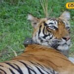 सरिस्का टाइगर रिजर्व