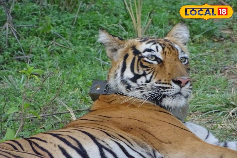 सरिस्का टाइगर रिजर्व का यह क्षेत्र 1 जुलाई से बंद हो जाएगा, पर्यटक बफर ज़ोन में घूमने में सक्षम होंगे, ऐसा क्यों हुआ?