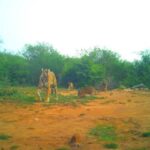 सरिस्का के टाइग्रेस एसटी -19 ने चार शावकों को जन्म दिया, इस तरह के वन विभाग के पटरियों को