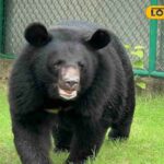 सुबह में, युवक मैदान के लिए बाहर आया, अचानक 2 भालू टूट गए, खराब खेला