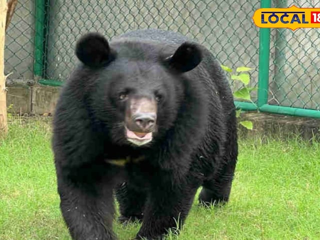 सुबह में, युवक मैदान के लिए बाहर आया, अचानक 2 भालू टूट गए, खराब खेला