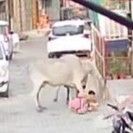 4 -वर्ष के बच्चे पर गाय का हमला, महिला की बहादुरी से बच गई