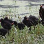 इस युवा परिवार से मिलें जो "चेन्नई में एक आईटी क्षेत्र के करीब एक व्यस्त पड़ोस में चला गया है