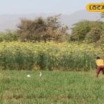 किसानों को यह काम जल्द ही पूरा करना चाहिए ... मुआवजा फसल के नुकसान पर उपलब्ध होगा, पंजीकरण शुरू होता है!