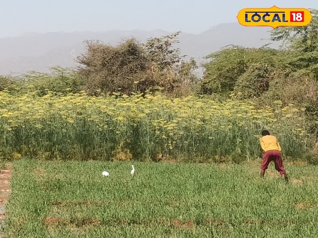 किसानों को यह काम जल्द ही पूरा करना चाहिए ... मुआवजा फसल के नुकसान पर उपलब्ध होगा, पंजीकरण शुरू होता है!