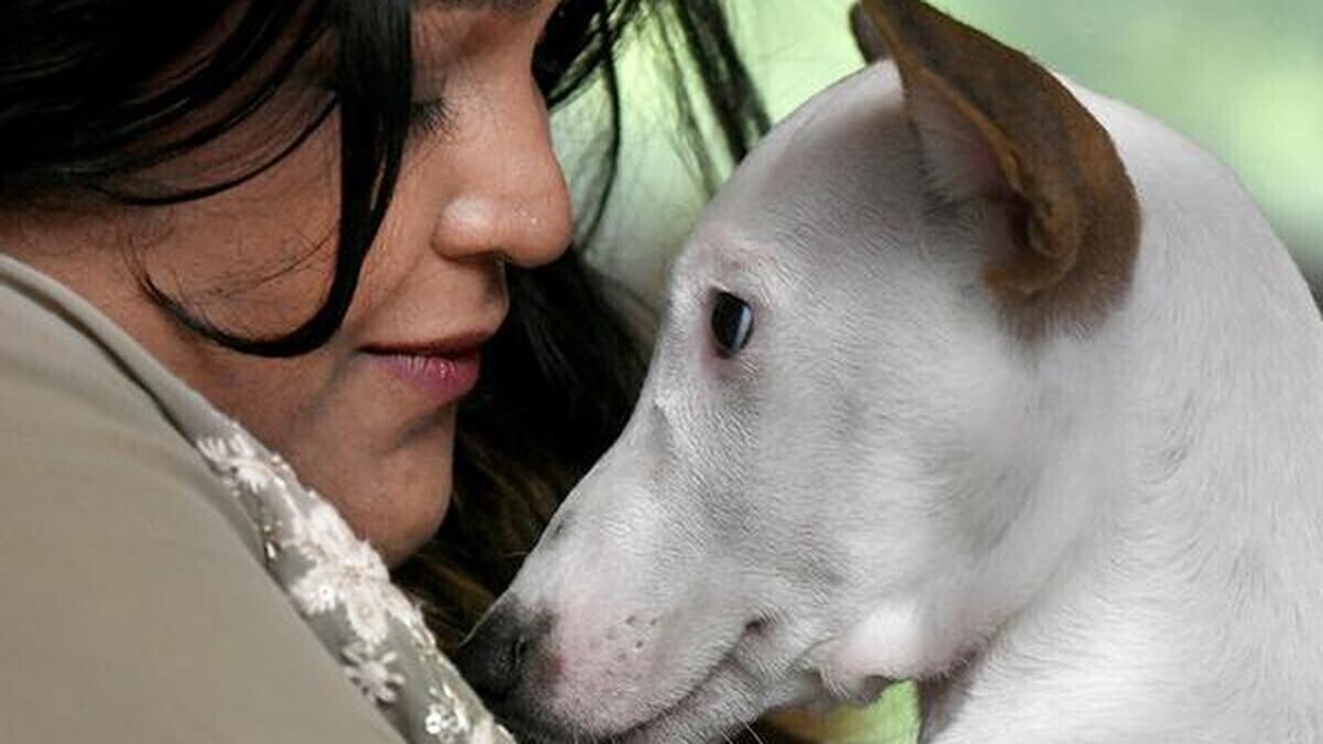 कैसे बेंगलुरु के पालतू कैफे आनंद, स्नेह और शांत साहचर्य के क्षणों को सक्षम करते हैं