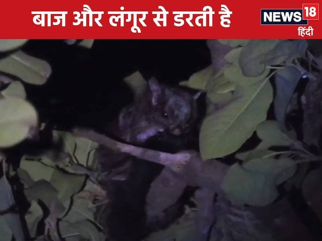 क्या आपने कभी उड़ान गिलहरी देखी है? उड़ान 60 मीटर तक भरती है