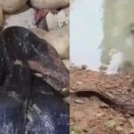बारिश के बाद सांप बाहर आ गए, 7 फीट धमन कार में प्रवेश किया