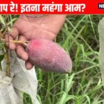क्या कभी इस आम को 3 लाख रुपये प्रति किलोग्राम बेचने के लिए खाया है, लाभ अद्भुत हैं!
