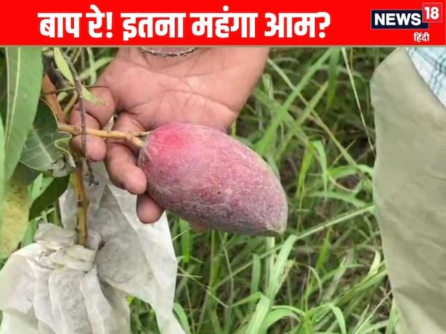 क्या कभी इस आम को 3 लाख रुपये प्रति किलोग्राम बेचने के लिए खाया है, लाभ अद्भुत हैं!