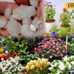 समाचार 18