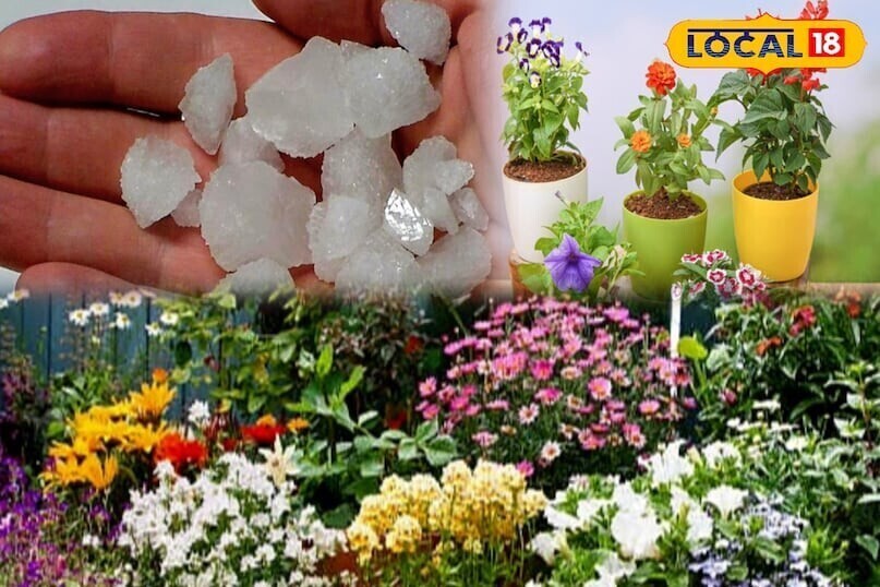 फूल पौधे नहीं दे रहे हैं ..? इस आसान घरेलू उपाय को अपनाएं, आपका पौधा फूलों से ढंका जाएगा