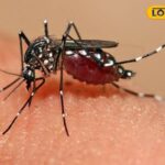 हर्बल स्प्रे और कपूर समाप्त हो जाएंगे