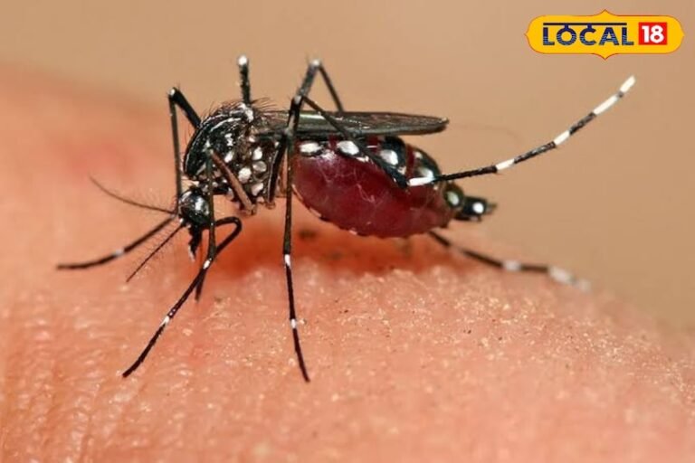हर्बल स्प्रे और कपूर समाप्त हो जाएंगे