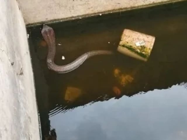 यहां देखी गई दोस्ती का अनूठा उदाहरण, दोस्त एक दोस्त बन गया, सांप ने चूहे की जान बचाई!