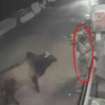 वह व्यक्ति चड्डी-बनी में खड़ा था, बैल पीछे से आया था, पैरों के बीच सींग घुस गया था!