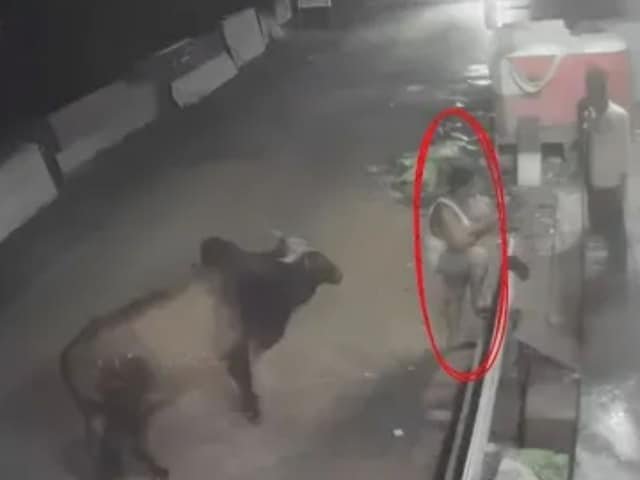 वह व्यक्ति चड्डी-बनी में खड़ा था, बैल पीछे से आया था, पैरों के बीच सींग घुस गया था!