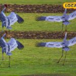 हिमालय हंटर ... इस दुर्लभ पक्षी ने पहली बार दिखाया, सभी की आँखें खुली रह गईं!