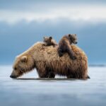 200 से अधिक शीर्ष प्रकृति फोटोग्राफर वन्यजीवों के लिए प्रिंट के लिए बलों में शामिल होते हैं