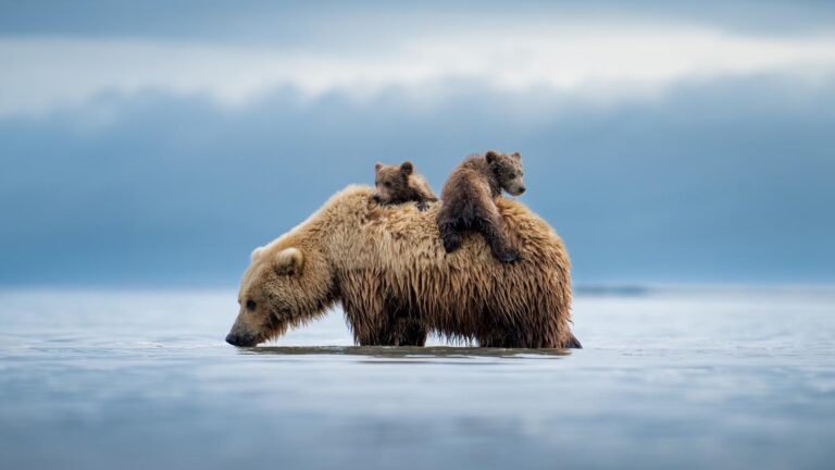 200 से अधिक शीर्ष प्रकृति फोटोग्राफर वन्यजीवों के लिए प्रिंट के लिए बलों में शामिल होते हैं