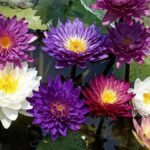 घर लाओ धूप का एक स्थान, लिली तालाब की दुकान सौजन्य से