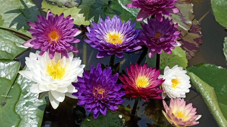 घर लाओ धूप का एक स्थान, लिली तालाब की दुकान सौजन्य से