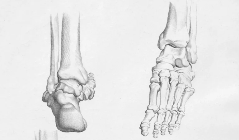 bone