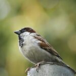 जंगली शहर: शहरी छिपकलियों, मेंढकों, पक्षियों और कीड़े का गुप्त जीवन