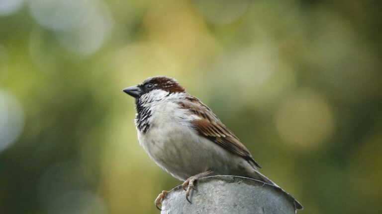 जंगली शहर: शहरी छिपकलियों, मेंढकों, पक्षियों और कीड़े का गुप्त जीवन