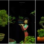 बोन्साई पौधों के प्राचीन शिल्प में रुचि रखते हैं? एक चेन्नई समुदाय आपको दिखाता है कि कैसे