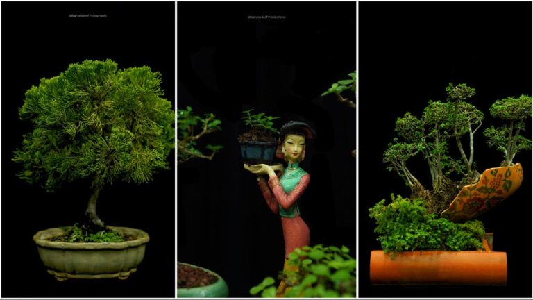 बोन्साई पौधों के प्राचीन शिल्प में रुचि रखते हैं? एक चेन्नई समुदाय आपको दिखाता है कि कैसे