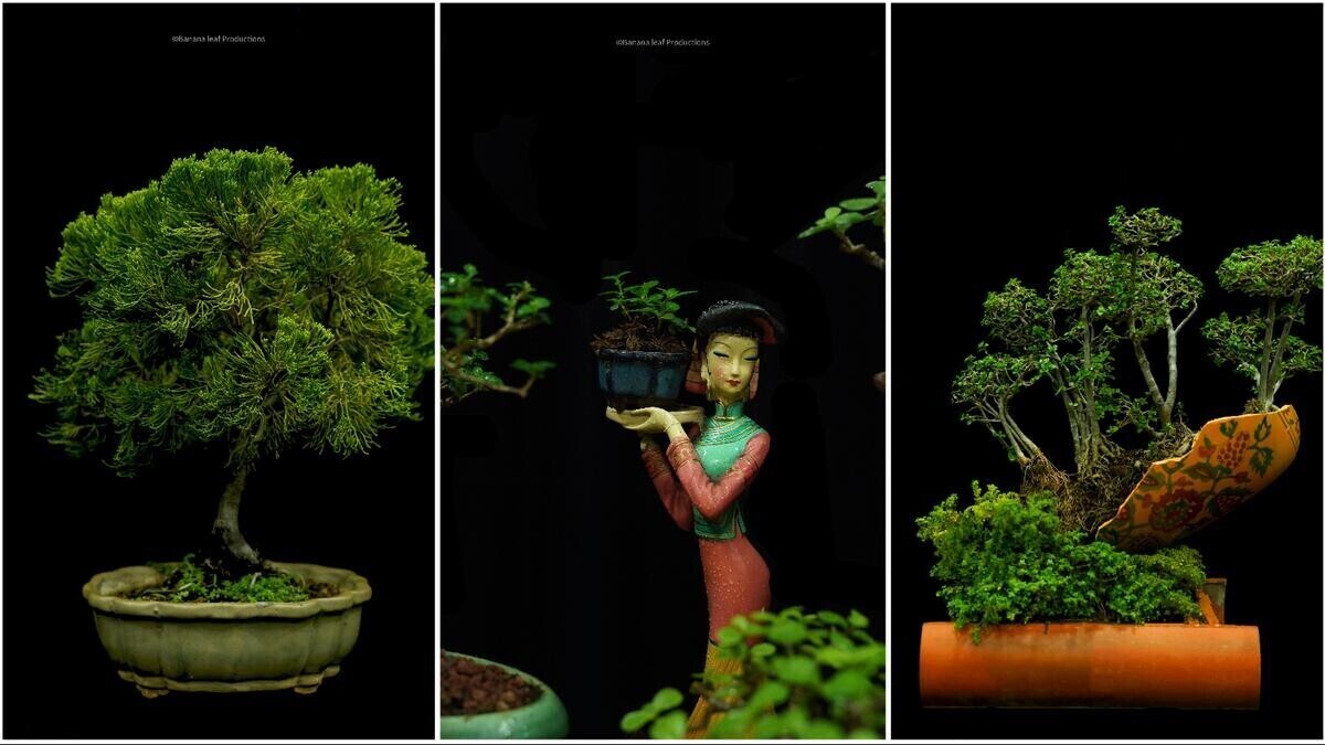 बोन्साई पौधों के प्राचीन शिल्प में रुचि रखते हैं? एक चेन्नई समुदाय आपको दिखाता है कि कैसे