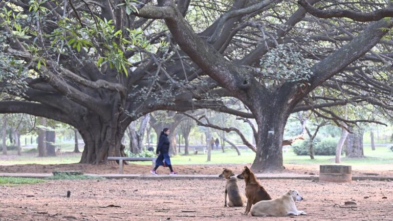 सीजे मेमोरियल ट्रस्ट के कैनाइन स्क्वाड बेंगलुरु में इंडी डॉग्स के लिए बचाव और देखभाल करने का रास्ता निकालते हैं