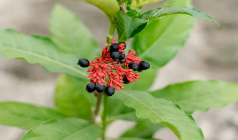 Benefits of Sarpagandha