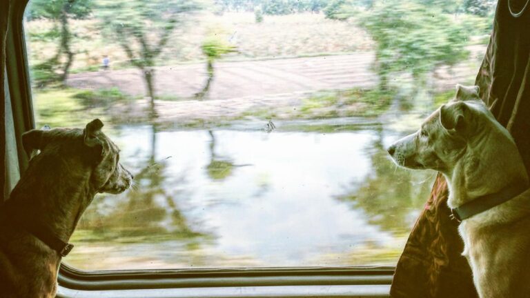 एक नई किताब में भारतीय ट्रेनों में तीन गोद लिए गए इंडीज़ की यात्राओं का विवरण दिया गया है