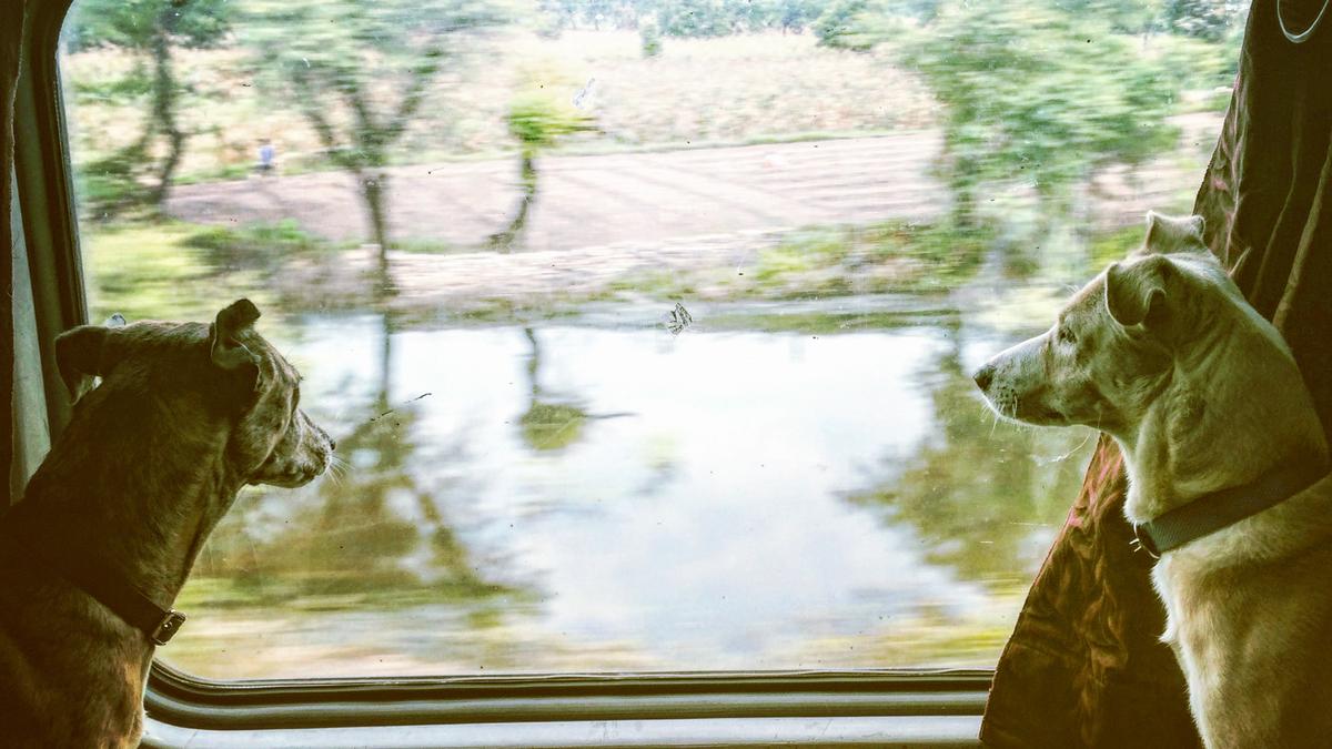 एक नई किताब में भारतीय ट्रेनों में तीन गोद लिए गए इंडीज़ की यात्राओं का विवरण दिया गया है