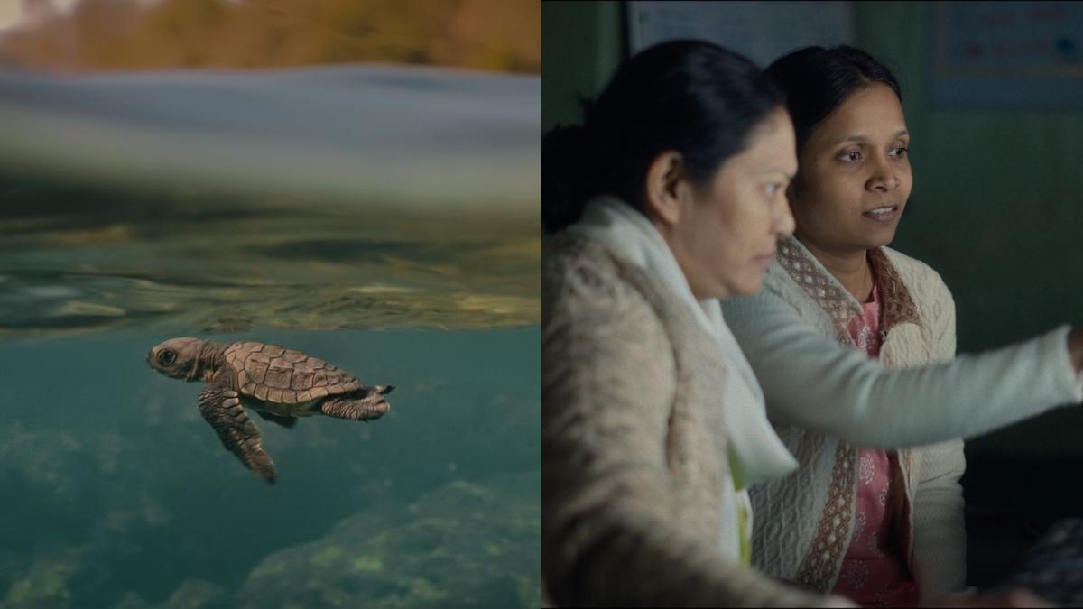 ऑल लिविंग थिंग्स एनवायर्नमेंटल फिल्म फेस्टिवल ने 2025 संस्करण के लिए लाइन-अप का अनावरण किया