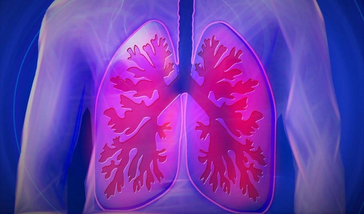 lungs