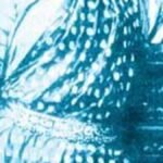 बालामणि अम्मल एक विशालकाय व्यक्ति की तरह मंच पर सवार हुईं