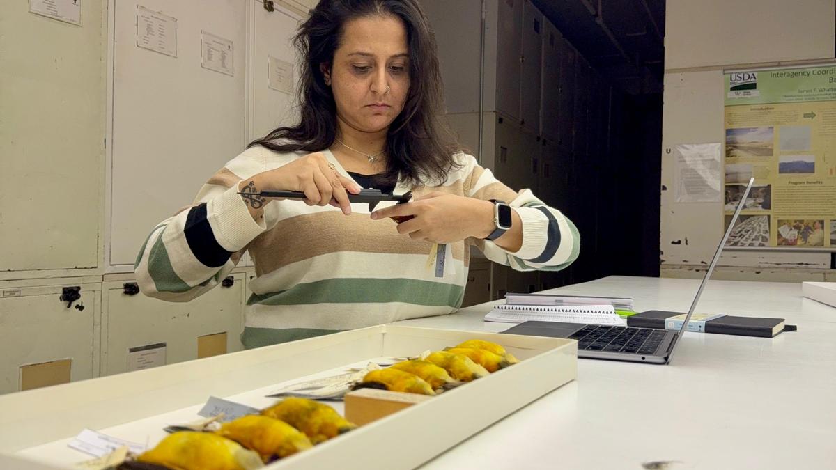 बेंगलुरु की इस अनोखी पंख वाली लाइब्रेरी में प्रवेश करें