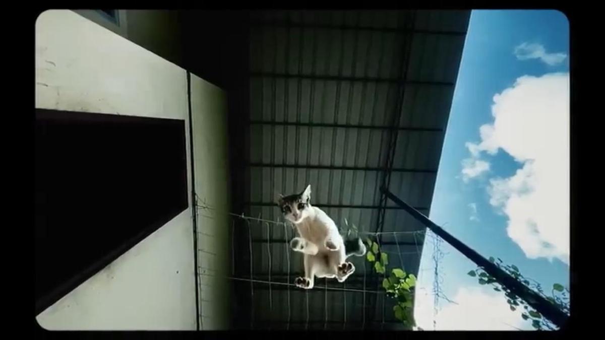 मलयालम लघु फिल्म ‘ओरु पूचा परांजा कथा’ एक बिल्ली के नजरिए से कहानी कहती है