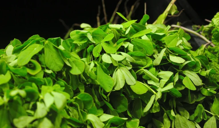 fenugreek