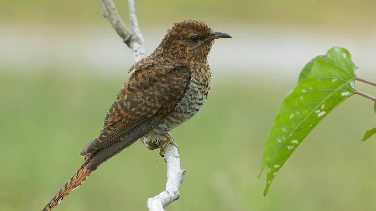 चेन्नई के दो स्कूली बच्चों ने ओडियूर झील पर वादी कोयल का दस्तावेजीकरण किया