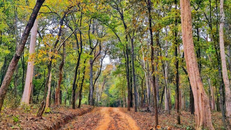 डेब्रीगढ़ अभयारण्य, एक ऐसा स्थान जो एक रहस्य जैसा लगता है