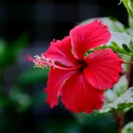 hibiscus flower