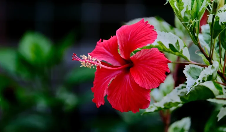 hibiscus flower