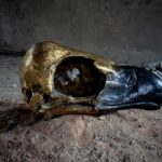 इंडिया आर्ट फेयर 2026 में माइसेलियम से मियावाकी जंगलों तक