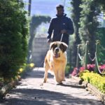 तमिलनाडु में पहला कुत्ता पार्क: उधगमंडलम अर्बोरेटम ट्री गार्डन में नए खुले पार्क में कुत्तों के खेलने, प्रशिक्षित करने और आराम करने के लिए एक विशेष सुरक्षित स्थान है।